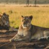 7-day Tanzania Classic safari