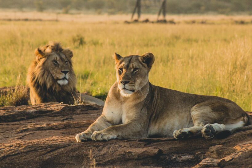 7-day Tanzania Classic safari