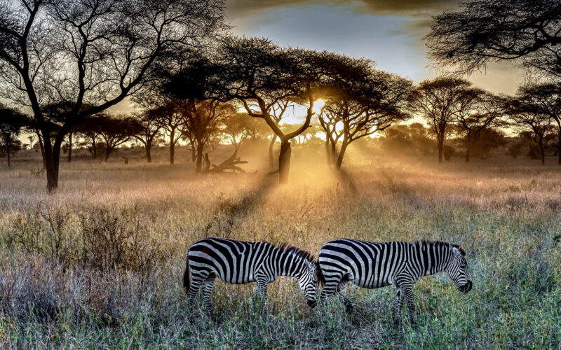 Sundowner in Serengeti
